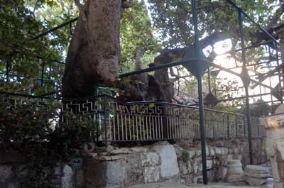 Hippocrates tree kos