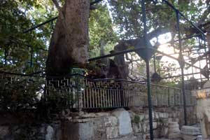 plane tree of Hippocrates